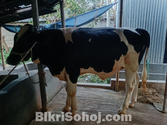 কুরবানির গরু